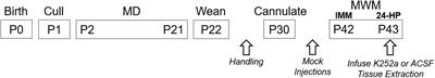 Spatial Learning Is Impaired in Male Pubertal Rats Following Neonatal Daily but Not Randomly Spaced Maternal Deprivation